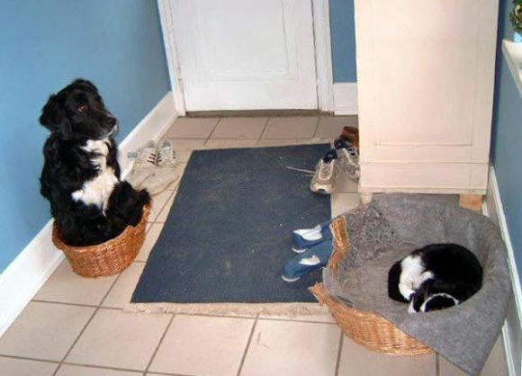 catdog.jpg
