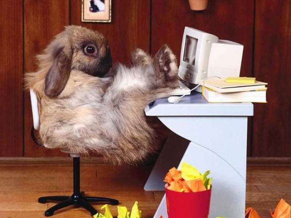 lapin.jpg