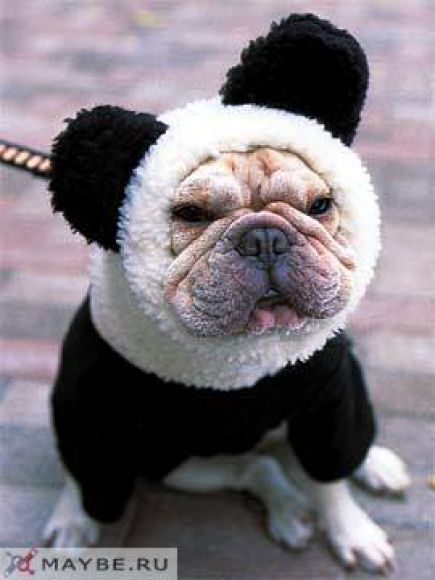 panda.jpg