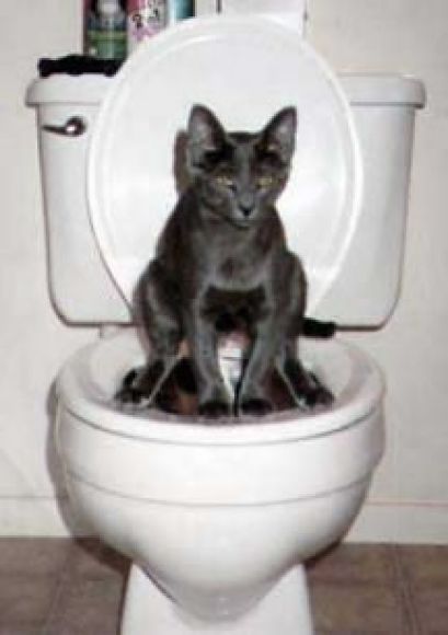 pipi.jpg