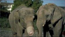 elephant_bite.jpg
