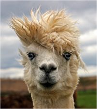 llama_rock_star.png