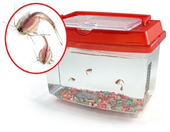 matrix.triops.jpg
