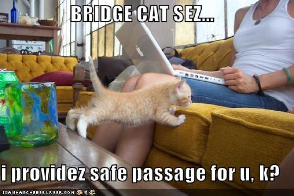 128287207305861615bridgecatsez1.jpg