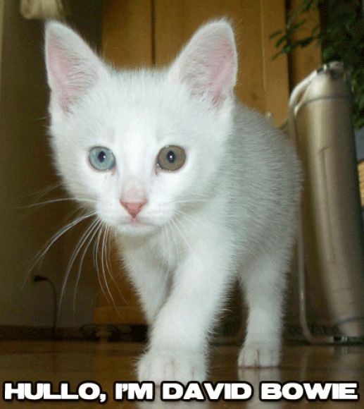 bowiecat1.jpg