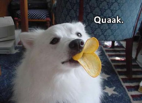 couac23ep0.jpg