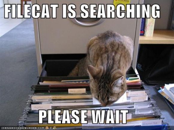 filecatissearc128420602853990000.jpg