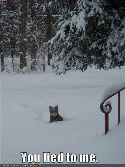funny-pictures-angry-cat-snow.jpg