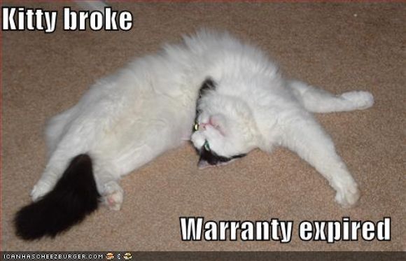 funny-pictures-bendy-cat.jpg