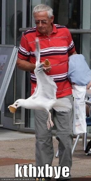 funny-pictures-bird-steals-ice-cream-cone.jpg