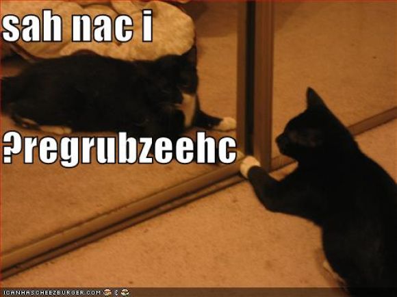 funny-pictures-black-cat-mirror-cheezburger.jpg