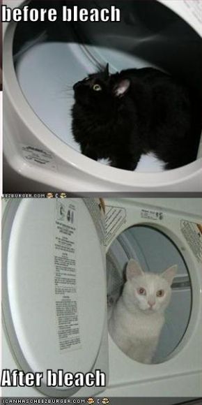 funny-pictures-black-white-cats.jpg