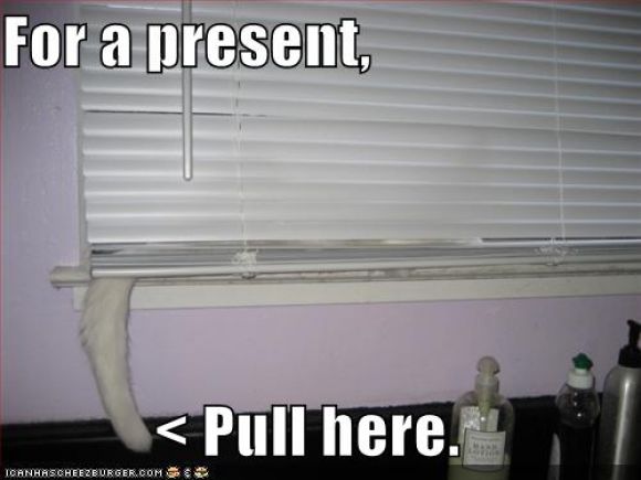 funny-pictures-cat-blinds-tail-present.jpg