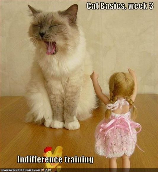 funny-pictures-cat-doll-indifference-training.jpg
