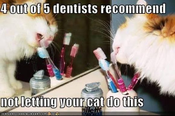 funny-pictures-cat-eats-toothbrush-bathroom.jpg