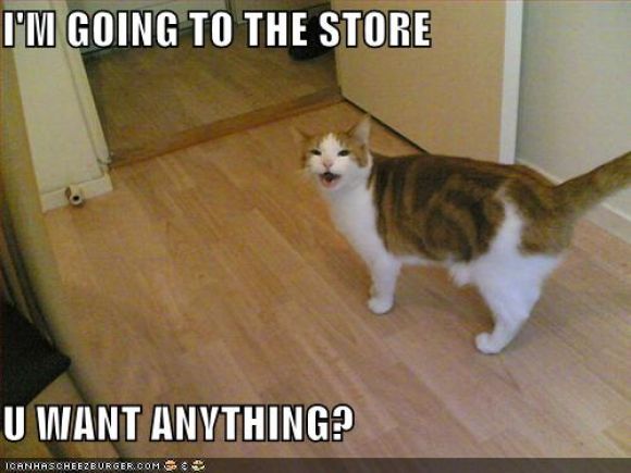 funny-pictures-cat-going-to-store.jpg