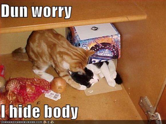 funny-pictures-cat-hides-body.jpg