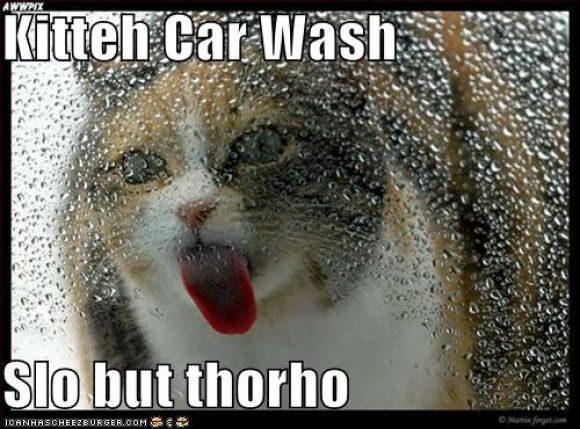 funny-pictures-cat-licks-window-car-wash.jpg