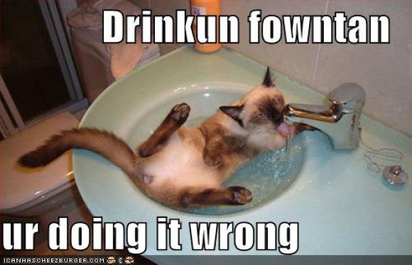 funny-pictures-cat-sink-drinking-fountain.jpg