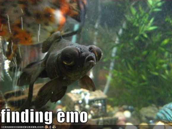 funny-pictures-emo-fish.jpg