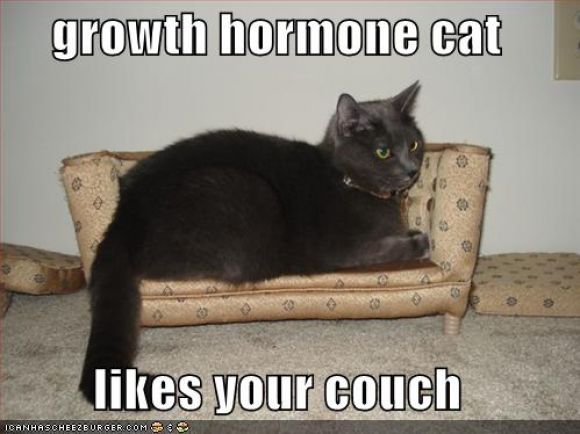 funny-pictures-growth-hormone-cat.jpg