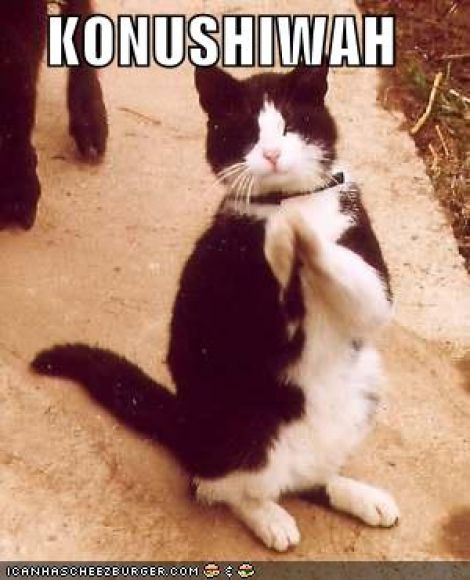 funny-pictures-japanese-cat.jpg