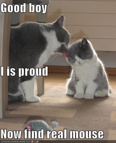 funny-pictures-proud-parent-cat-kitten.jpg