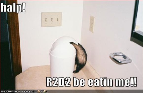 funny-pictures-r2d2-cat.jpg