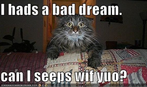 funny-pictures-scared-cat-bed-couch.jpg