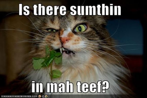 funny-pictures-something-in-cats-teeth.jpg