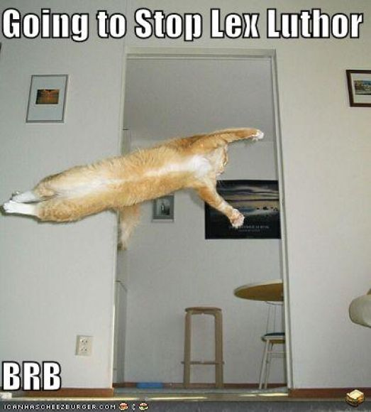 funny-pictures-superman-orange-cat.jpg
