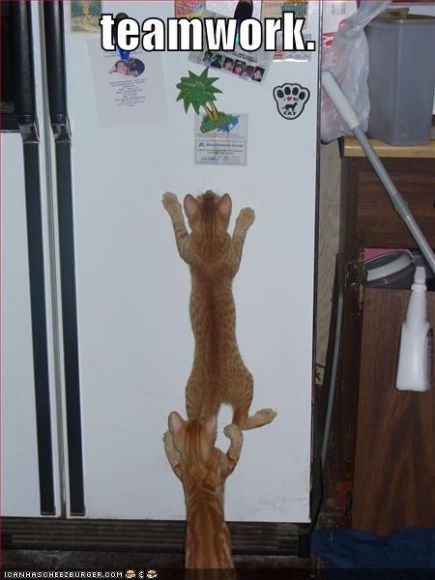 funny-pictures-teamwork-kittens.jpg