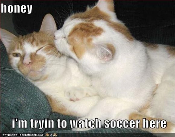 funny-pictures-watching-sports-cat.jpg