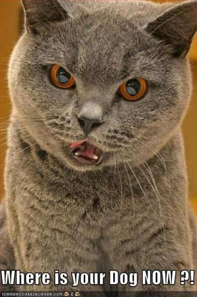 funny-pictures-where-your-dog-cat.jpg