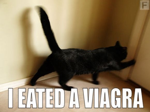 i-eated-a-viagra.jpg