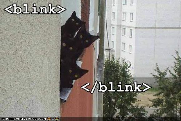 lolcats-funny-pictures-blink.jpg