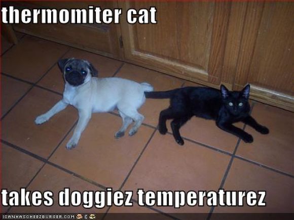thermomitercat128390668860312500.jpg