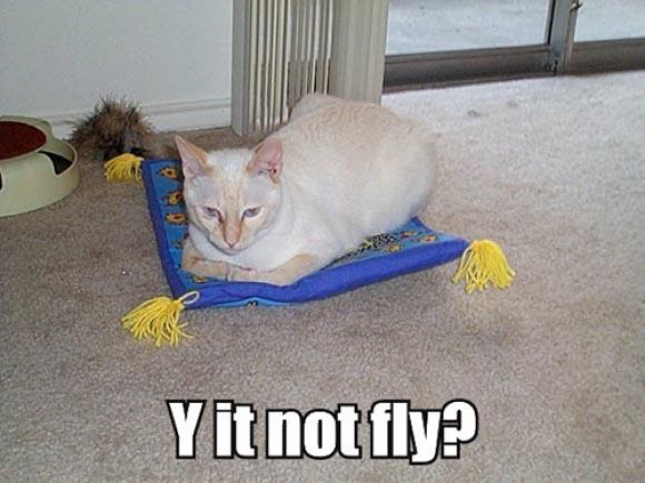 y-it-not-fly2.jpg