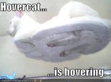 128338636875781250hovercat.jpg