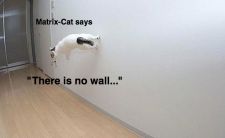catmatrix.jpg