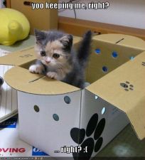 cute-pictures-keep-cat.jpg