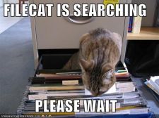 filecatissearc128420602853990000.jpg