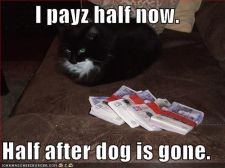 funny-pictures-black-cat-money-murder-contract.jpg