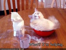 funny-pictures-cat-baking-bowl.jpg