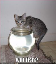 funny-pictures-cat-drinks-fishbowl.jpg