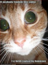 funny-pictures-cat-eyes-camera-flash-hostage.jpg