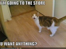 funny-pictures-cat-going-to-store.jpg