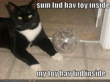 funny-pictures-cat-hamster-ball.jpg