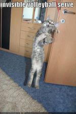 funny-pictures-cat-invisible-volleyball-serve.jpg