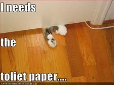 funny-pictures-cat-needs-toilet-paper.jpg